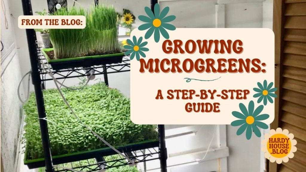 Guide to Growing Microgreens - Hardy House Homestead