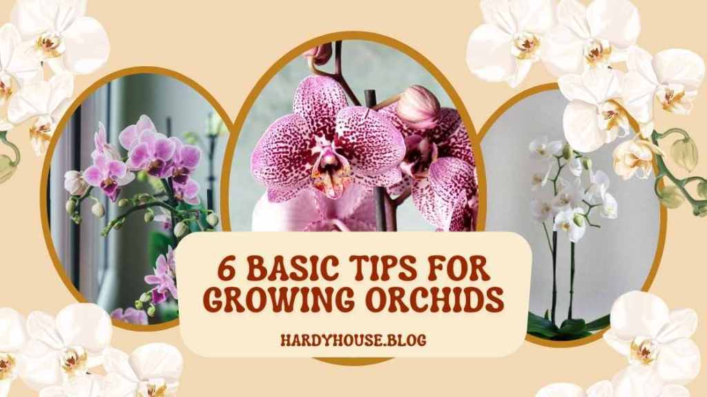 6 Tips for Growing Orchids - Hardy House Homestead